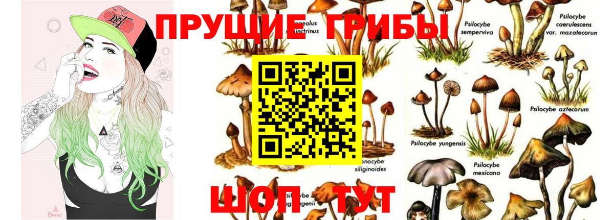 Псилоцибиновые грибы Psilocybine cubensis Фрязино